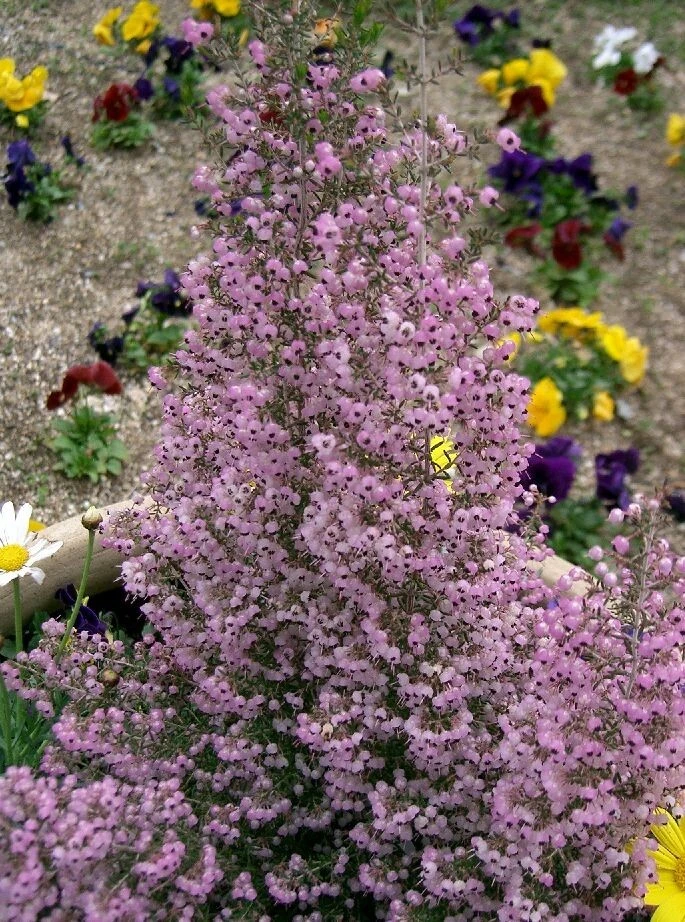 Erica canaliculata Hairy Grey Heather Seeds - 5 Seed Pack - Outdoor - Image 1