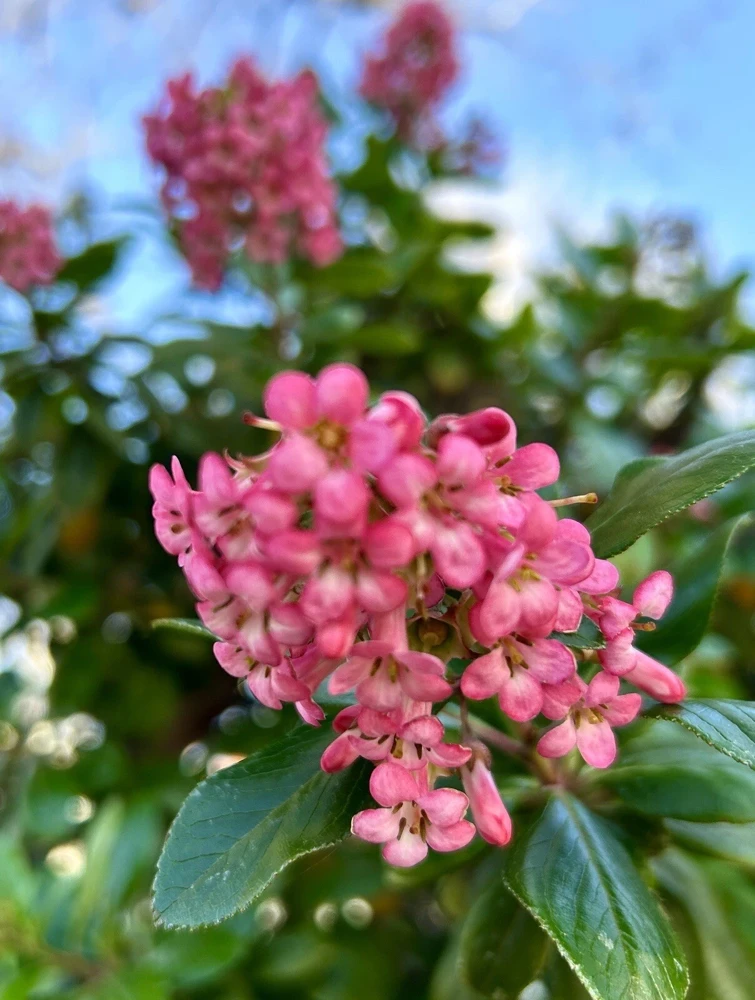 Escallonia Pink Princess - 10 Unrooted Cuttings - Live Shrub Plant - Image 1