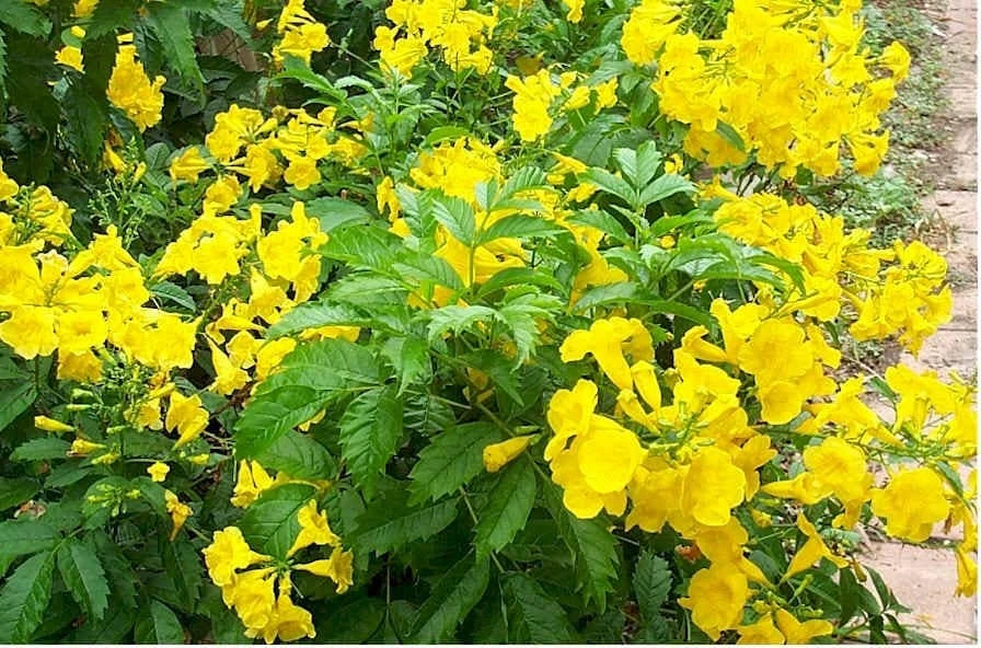 Esperanza 'Goldstar' Yellow Bells Live Plant 1 Gallon – Tecoma stans, Showy Yellow Flowers - Image 1