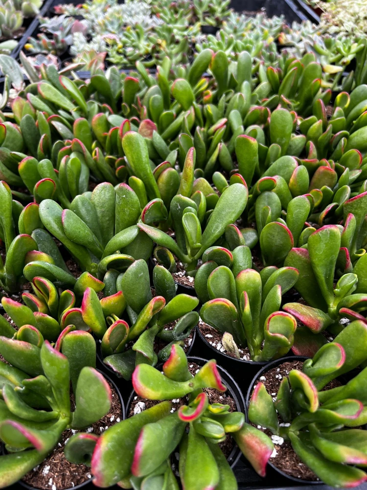 ET's Finger Jade Plant - Crassula Ovata Variegated Succulent Live Plant in 2 inch Pot - Image 1