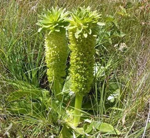 Eucomis autumnalis Pineapple Lily Seeds - Rare 5 Seed Pack - Perennial - Image 1