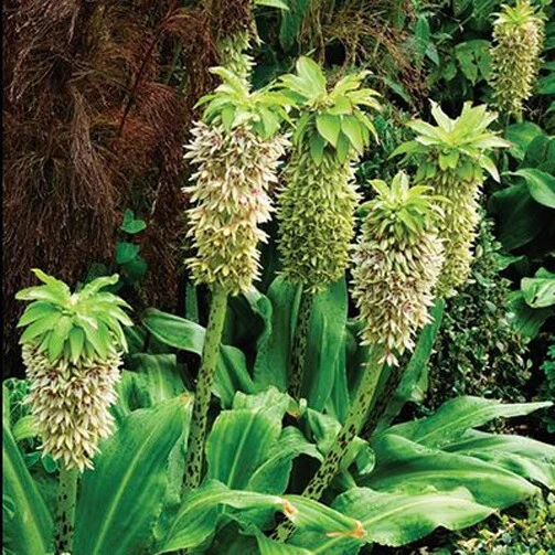 Eucomis comosa Bicolor Pineapple Lily Seeds - 5 Pack Perennial Flower - Image 1