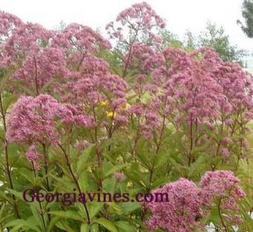 Eupatorium purpureum Joe Pye Weed Seeds - Perennial Flower Seeds - 30 Seeds - Image 1