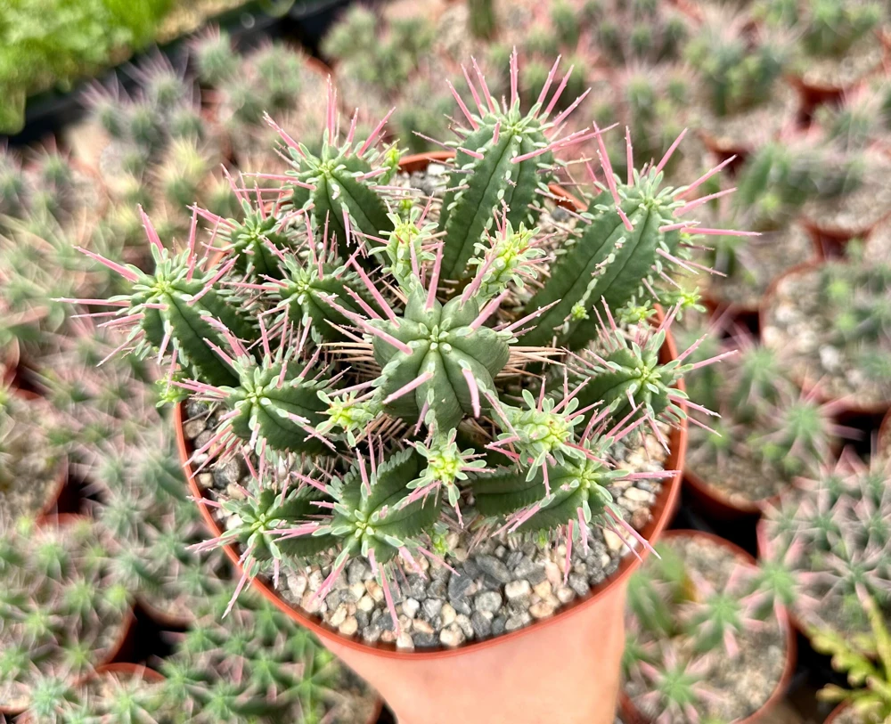 Euphorbia Ferox Clusters Live Plant – African Milk Barrel Succulent, 3.5"-6" Pot - Image 1