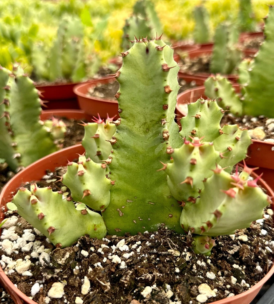 Euphorbia Resinifera Live Plant - Resin Spurge Succulent in 6" Pot - Image 1