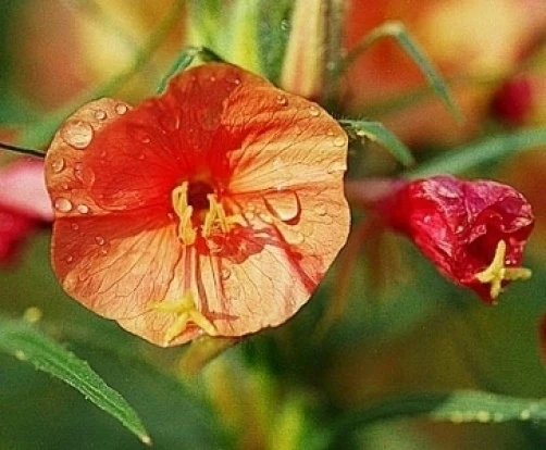 Evening Primrose Seeds - Oenothera versicolor Sunset Boulevard - 10 Seeds - Perennial Flower - Image 2