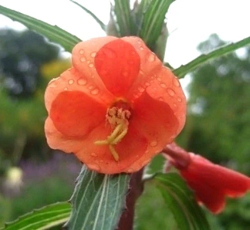 Evening Primrose Seeds - Oenothera versicolor Sunset Boulevard - 10 Seeds - Perennial Flower - Image 1