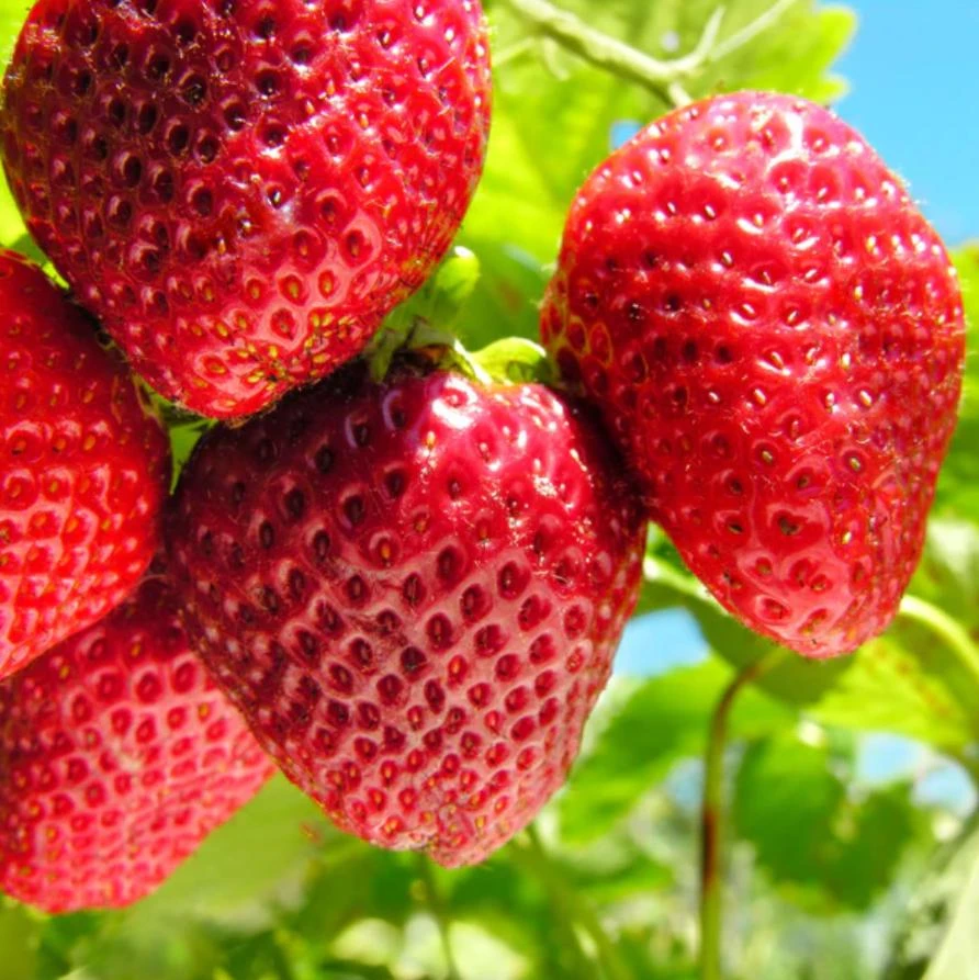 Everbearing Strawberry Live Plants - Set of 2, 3" Pots, Edible Berries, Outdoor - Image 1