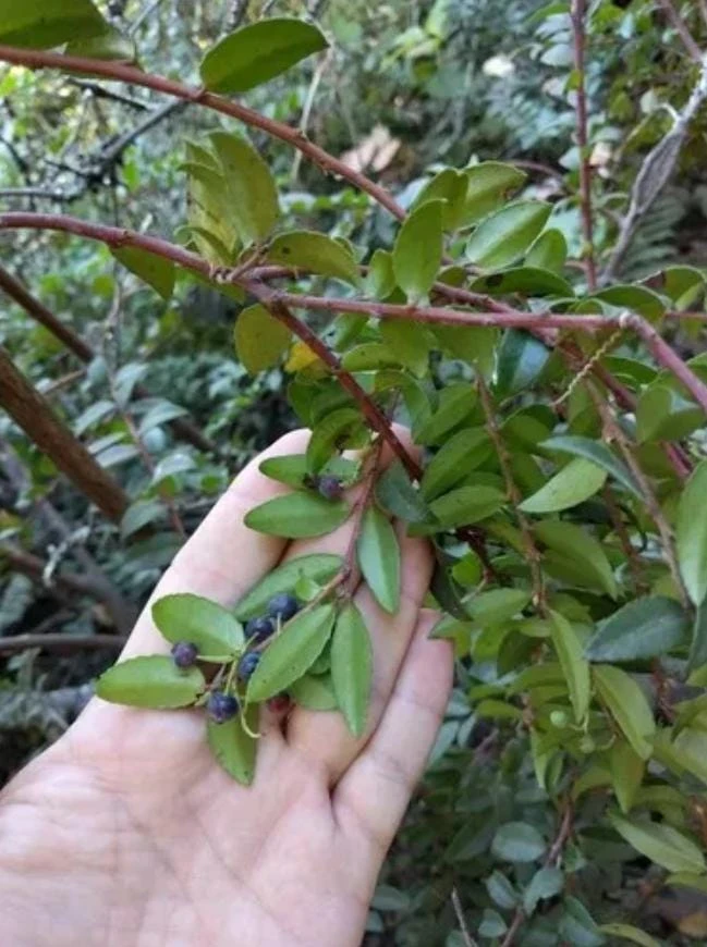 Evergreen Huckleberry Live Plant - Vaccinium ovatum - 10-18" Tall in 5" Pot - Edible Berries - Image 1
