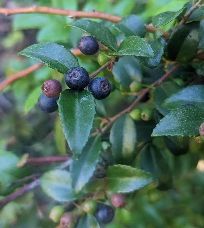 Evergreen Huckleberry Live Plant - Vaccinium ovatum - Tiny 1-2" Tall Berry Bush - Outdoor - Image 1