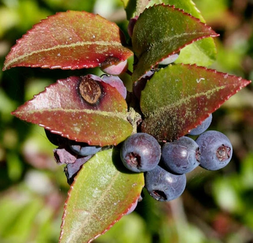Evergreen Huckleberry Live Plant – Vaccinium ovatum – Set of 6 – 3-7" Tall – 3" Pots – Edible Berries - Image 1