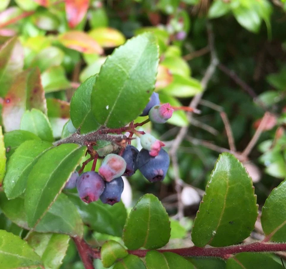 Evergreen Huckleberry Live Plant - Vaccinium ovatum - 4-10" Tall in 4" Pot - Image 1
