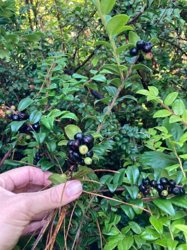Evergreen Huckleberry Live Plant - Vaccinium ovatum - 3-7" Tall in 3" Pot - Edible Berries - Image 1