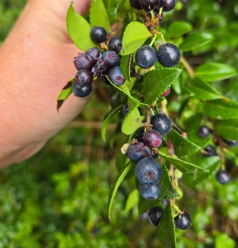 Evergreen Huckleberry Live Plants – Vaccinium ovatum – 10-18" Tall – Set of 2 in 5" Pots - Image 1