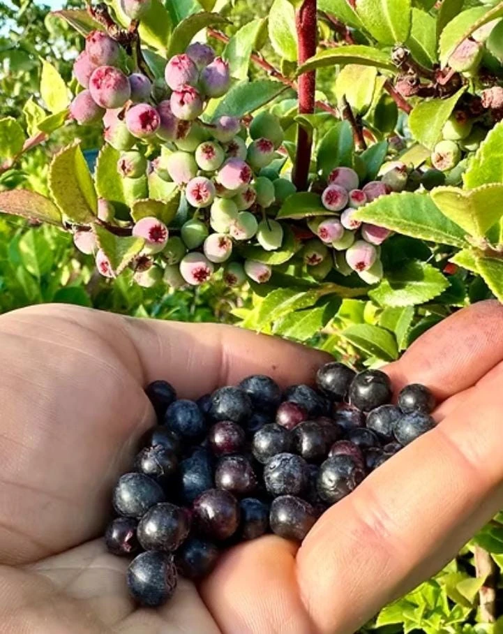 Evergreen Huckleberry Live Plants (Vaccinium ovatum) - Set of 2, 1-2" Tall, 1.5" Pots - Edible Berries, Outdoor - Image 1
