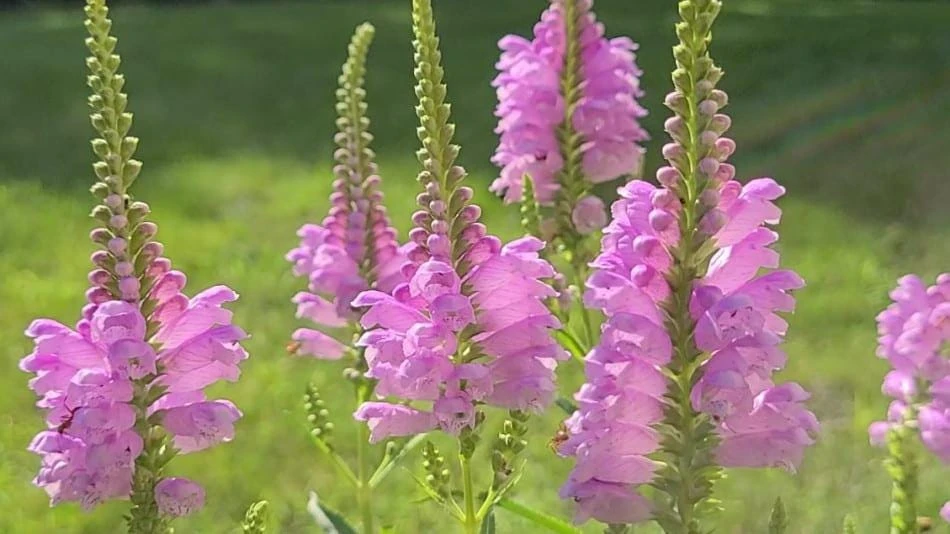 Fall Obedient Plant Live 1 Gallon - Physostegia Virginiana, Pink/Lavender Flowers - Image 1
