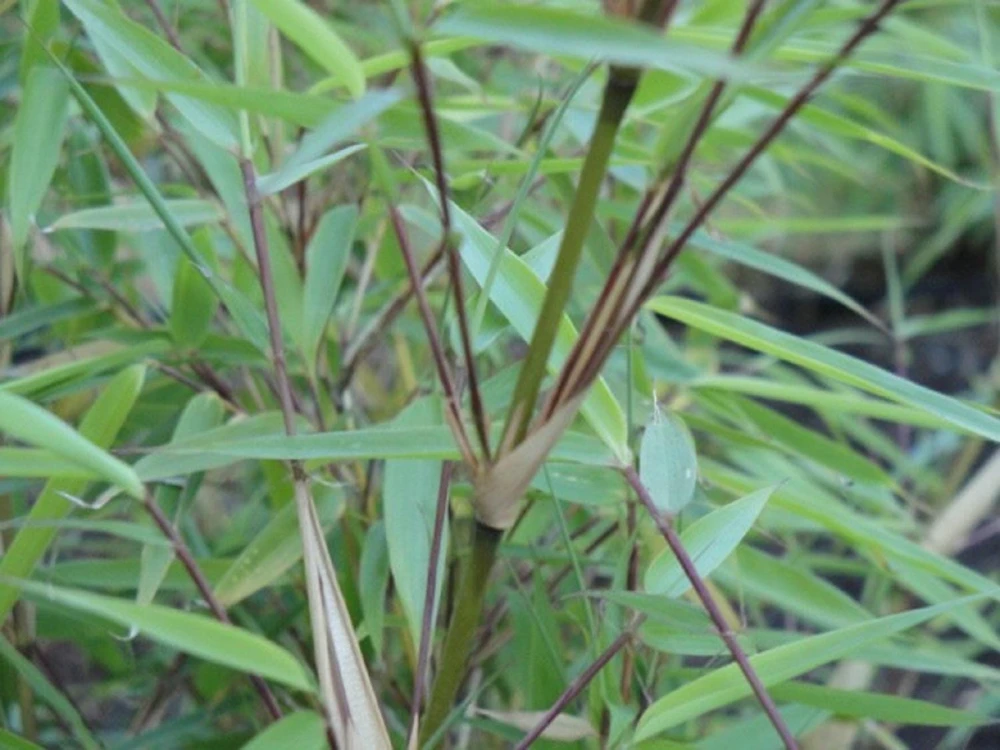 Fargesia Rufa Bamboo – 3 Pack 'Sunset Glow' Live Plants – Clumping Hedge – Cold Hardy - Image 1