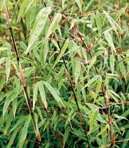 Fargesia Rufa Bamboo – 3 Pack 'Sunset Glow' Live Plants – Clumping Hedge – Cold Hardy - Image 2
