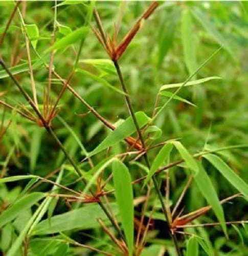 Fargesia Rufa Bamboo – 3 Pack 'Sunset Glow' Live Plants – Clumping Hedge – Cold Hardy - Image 3
