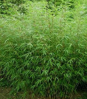 Fargesia Rufa Bamboo – 3 Pack 'Sunset Glow' Live Plants – Clumping Hedge – Cold Hardy - Image 4