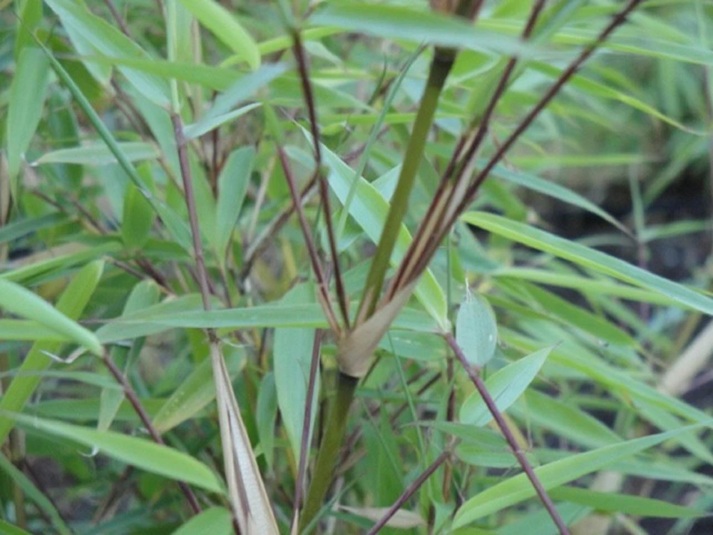 Fargesia Rufa Bamboo – 3 Pack 'Sunset Glow' Live Plants – Clumping Hedge – Cold Hardy - Image 5