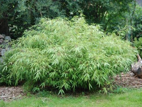 Fargesia Rufa Bamboo – 3 Pack 'Sunset Glow' Live Plants – Clumping Hedge – Cold Hardy - Image 6
