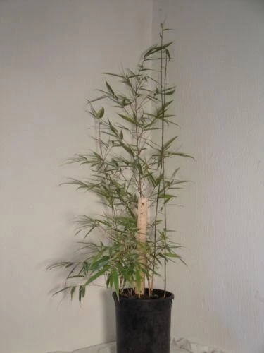 Fargesia Rufa Bamboo – 3 Pack 'Sunset Glow' Live Plants – Clumping Hedge – Cold Hardy - Image 7