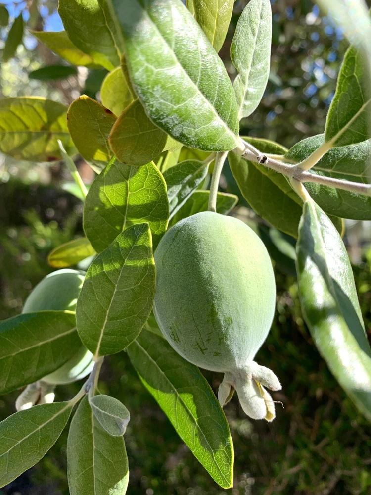 Feijoa Sellowiana Pineapple Guava Live Plant - 1 Foot Tall - Outdoor - Image 1