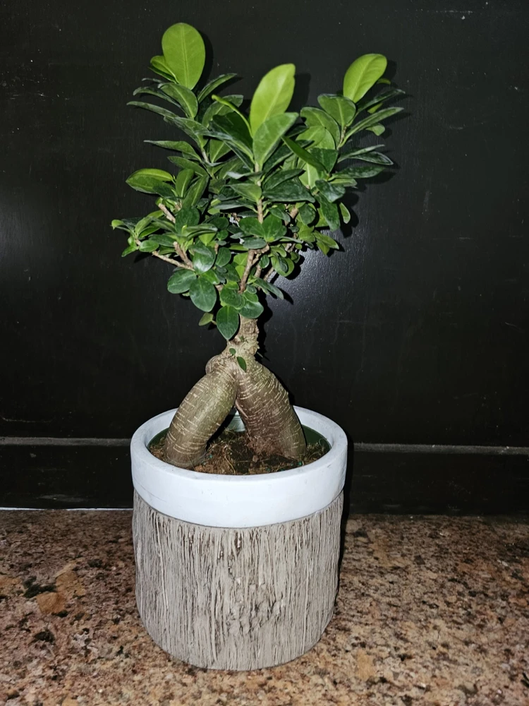 Ficus Microcarpa Bonsai Live Plant 12" Tall in 6" Pot - Chinese Banyan - Image 1