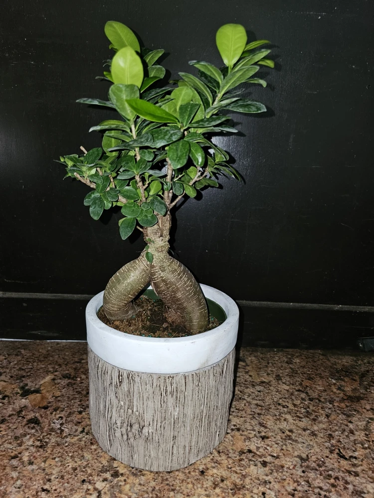 Ficus Microcarpa Bonsai Live Plant 12" Tall in 6" Pot - Chinese Banyan - Image 2