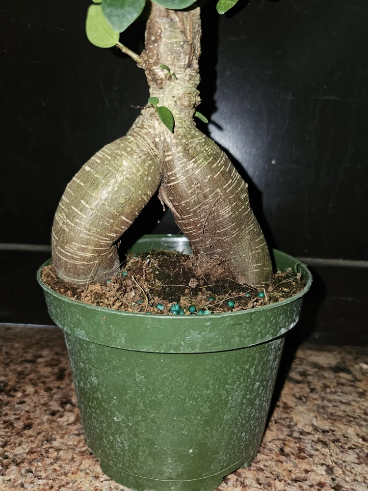 Ficus Microcarpa Bonsai Live Plant 12" Tall in 6" Pot - Chinese Banyan - Image 3