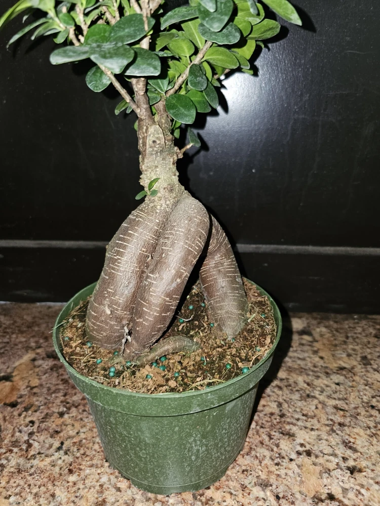 Ficus Microcarpa Bonsai Live Plant 12" Tall in 6" Pot - Chinese Banyan - Image 4