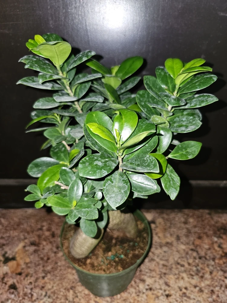 Ficus Microcarpa Bonsai Live Plant 12" Tall in 6" Pot - Chinese Banyan - Image 5
