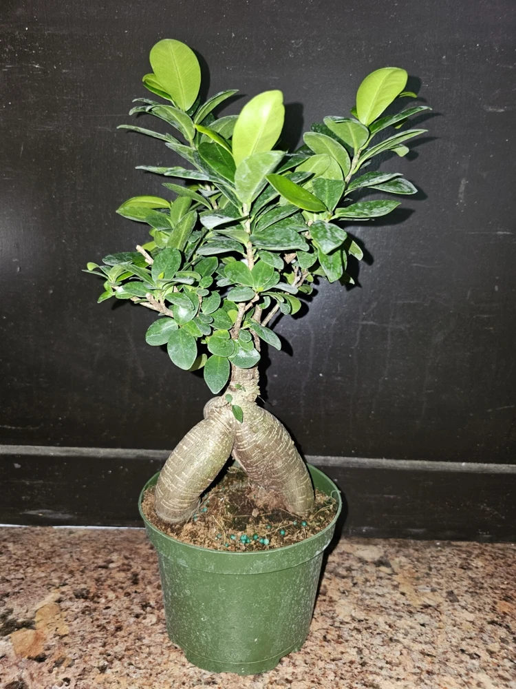 Ficus Microcarpa Bonsai Live Plant 12" Tall in 6" Pot - Chinese Banyan - Image 6