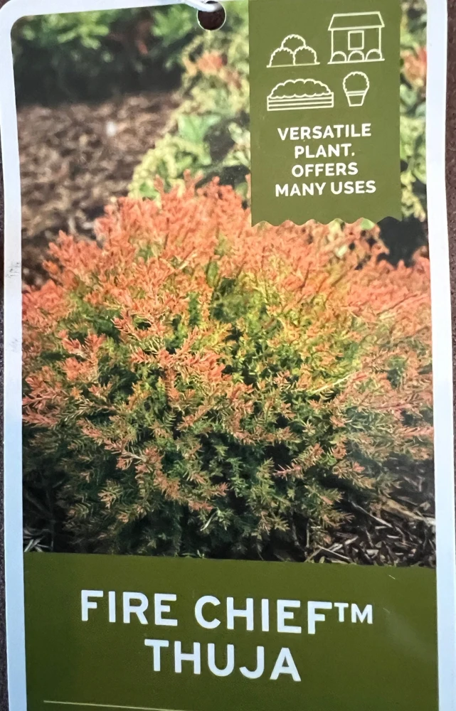 Fire Chief Globe Arborvitae – Live Plant – 1 Quart Pot – Dwarf Evergreen Shrub - Image 1