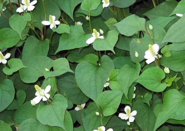 Fish Mint Bare Root Plants - Houttuynia Cordata - 10 Count - Perennial Herb - Image 1