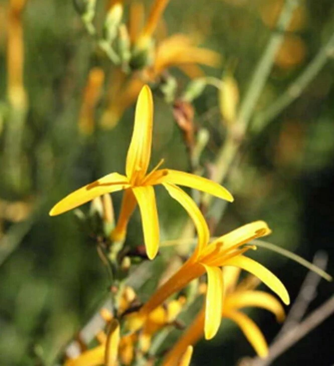 Flame Acanthus 'Benny's Gold' Live Plant – Texas Firecracker Shrub – 1 Gallon Pot – Outdoor - Image 1