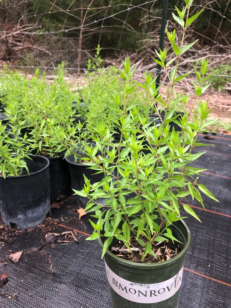 Flame Acanthus Live Plant - Anisacanthus quadrifidus - Texas Native - 1 Gallon Pot - Outdoor Shrub - Image 1