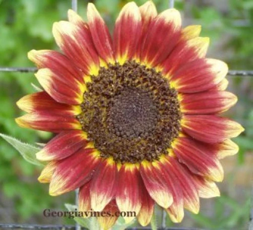 Florenza Sunflower Seeds - 10 Count Perennial Garden Seeds - Image 1