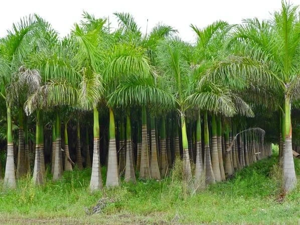 Florida Royal Palm Seeds – Roystonea regia – 10 Seeds – Outdoor Tropical Tree - Image 1