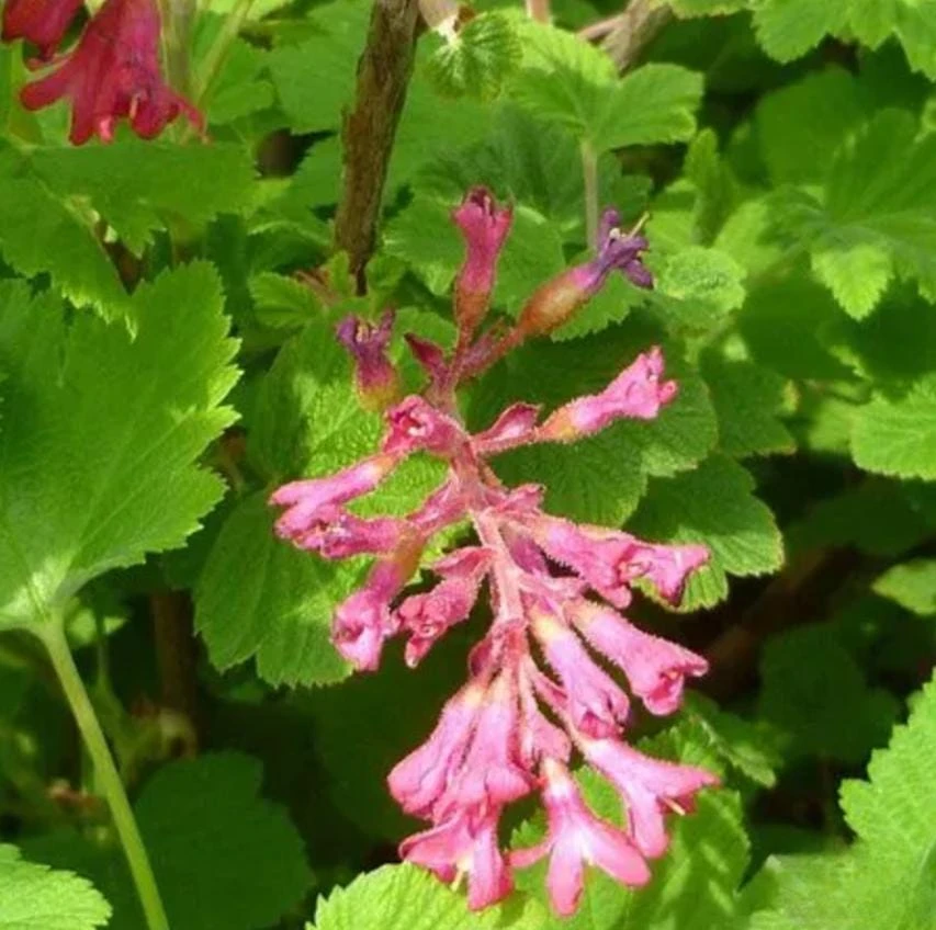 Flowering Currant Live Plant – 2-4" Tall in 3-4" Pot – Hardy Spring Shrub with Pink to Red Blooms - Image 1