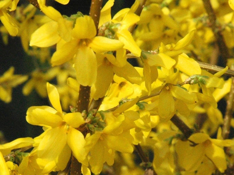 Forsythia Lynwood Gold "Golden Bells" Live Plant - 4" Pot, 6-12" Tall Outdoor Shrub - Image 1