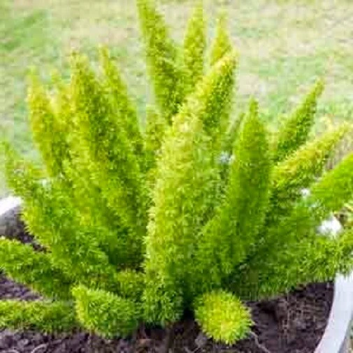 Foxtail Fern Seeds - Asparagus densiflorus Meyersii - 6 Perennial Seeds - Image 1