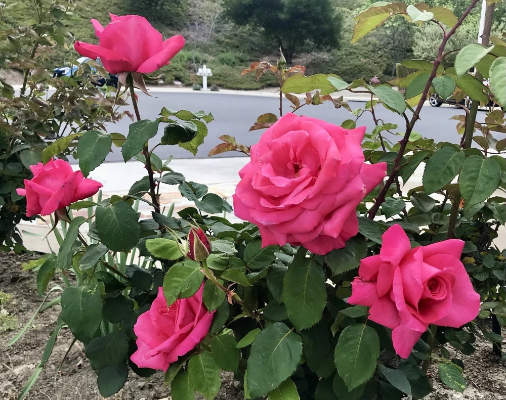 Fragrant Large Dark Pink Rose Cuttings - 5 Pack for Planting - Outdoor Flower - Image 2