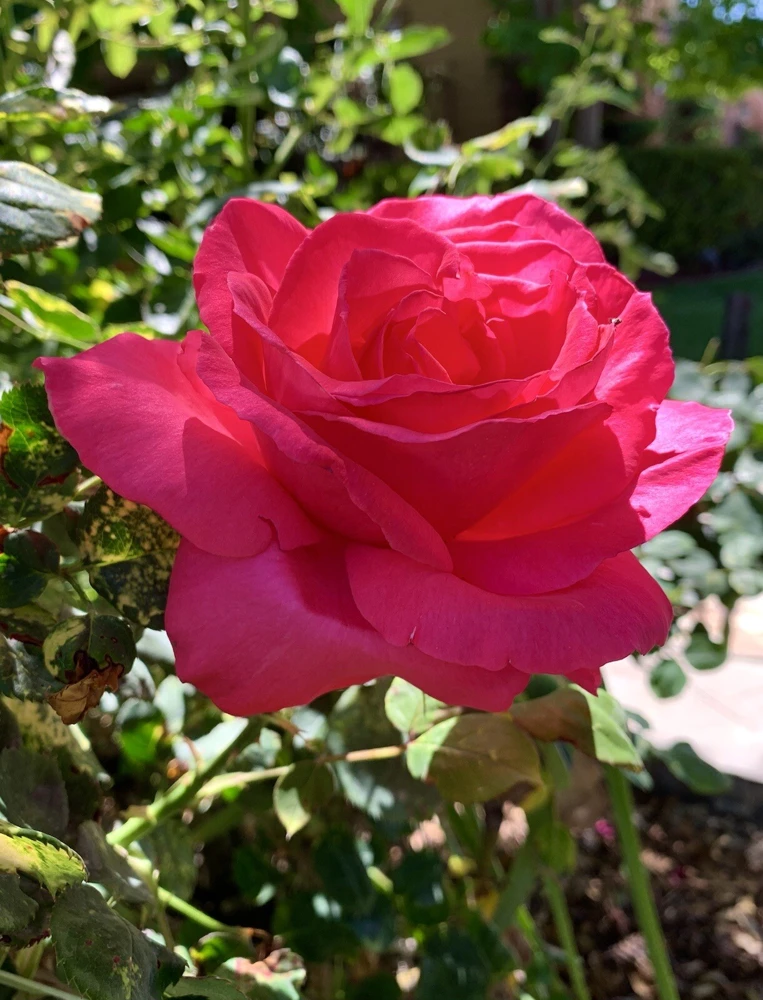 Fragrant Large Dark Pink Rose Cuttings - 5 Pack for Planting - Outdoor Flower - Image 3