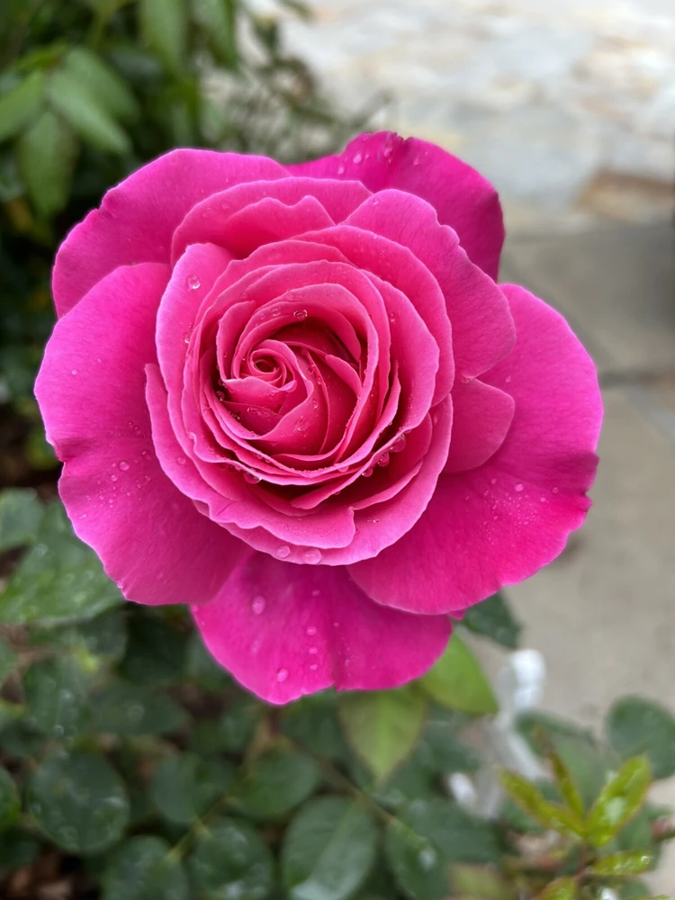 Fragrant Large Dark Pink Rose Cuttings - 5 Pack for Planting - Outdoor Flower - Image 1