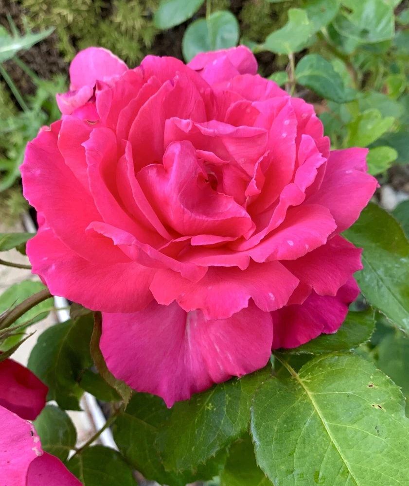 Fragrant Large Dark Pink Rose Cuttings - 5 Pack for Planting - Outdoor Flower - Image 4