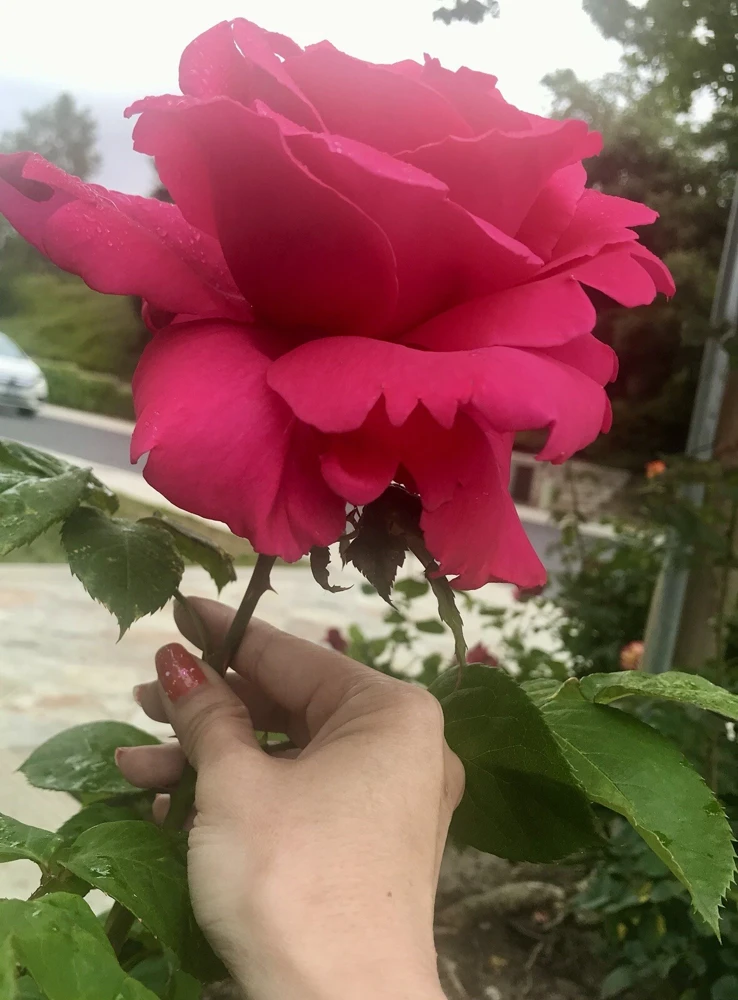 Fragrant Large Dark Pink Rose Cuttings - 5 Pack for Planting - Outdoor Flower - Image 5