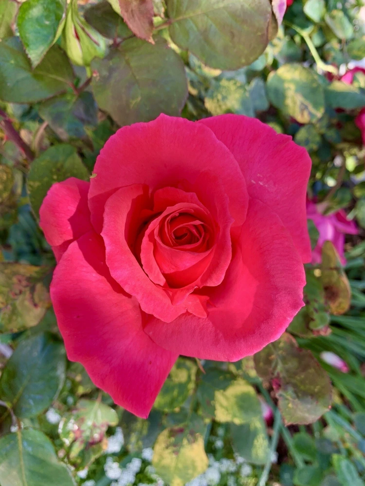 Fragrant Large Dark Pink Rose Cuttings - 5 Pack for Planting - Outdoor Flower - Image 6