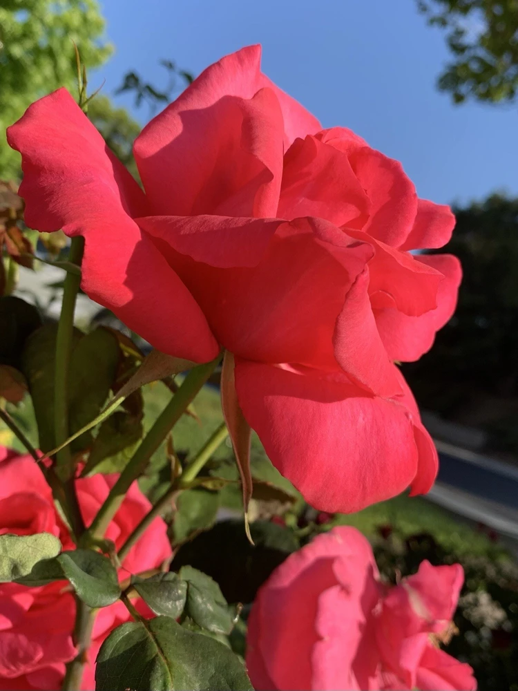Fragrant Large Dark Pink Rose Cuttings - 5 Pack for Planting - Outdoor Flower - Image 7